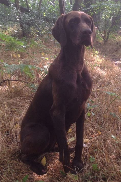They are good with children and enjoy play time the coat colors in this breed include solid liver (deep brown), black and white. German Shorthaired Pointer (Solid Liver) | German ...