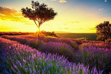 Duftende Lavendelfelder In Der Provence Urlaubsgurude