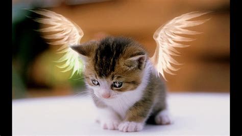 Cats With Wings Compilation Youtube