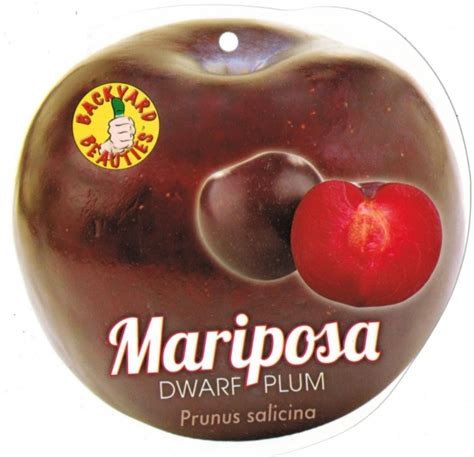 Buy Dwarf Plum Mariposa Fruit Tree Prunus Salicina