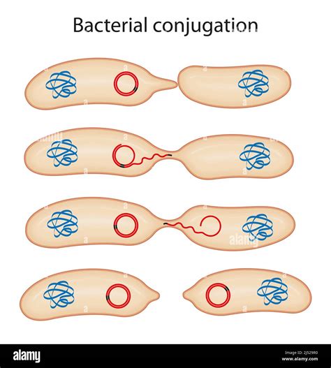 Schematic Illustration Of Bacterial Conjugation Stock Photo Alamy