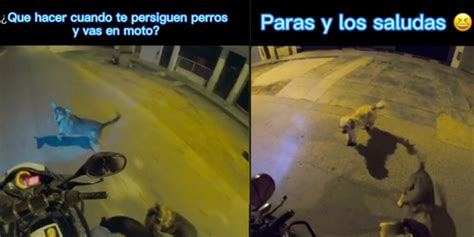 Video Viral Motociclista Revela Qué Hacer Si Te Persiguen Perros En La
