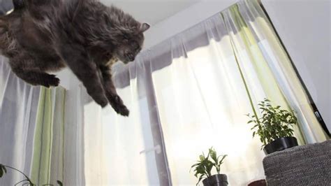How High Can Cats Jump New Cat Mom
