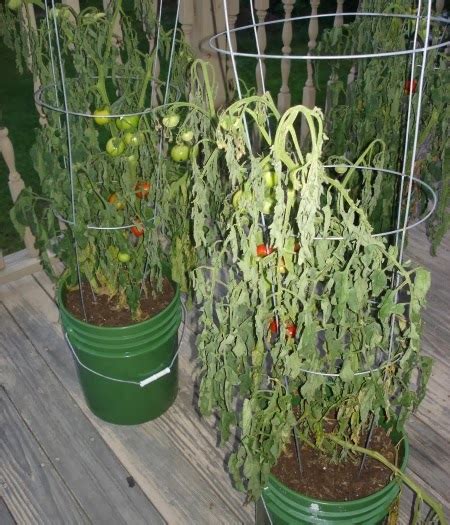 Tomato container gardens are an alternative to a traditional tomato garden. ﻿Grow Great Tomatoes Using container gardening methods ...