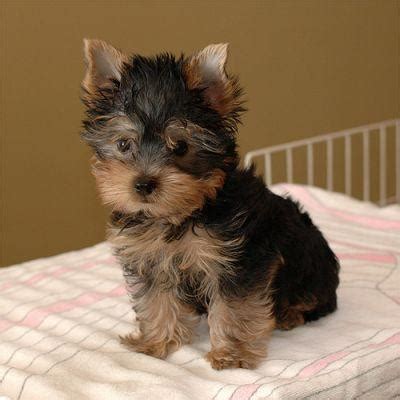 Browse our selection of toy and teacup puppies with delivery options available. Amazing teacup yorkie puppies for free adoption...