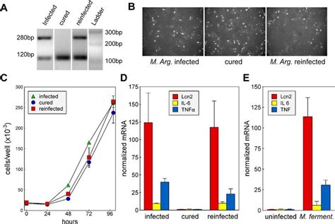 Effect Of Mycoplasma Infection On Hc11 Cell Growth Morphology And Gene
