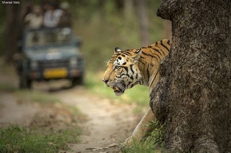 Ab89t9645 Tiger Safari India
