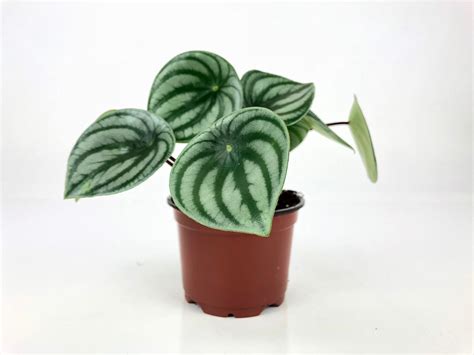 Check spelling or type a new query. Watermelon Peperomia (Peperomia argyreia) 4" Pot by ...