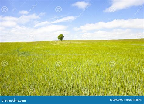 Lone Tree Stock Image Image Of Isolated Green Field 22990943