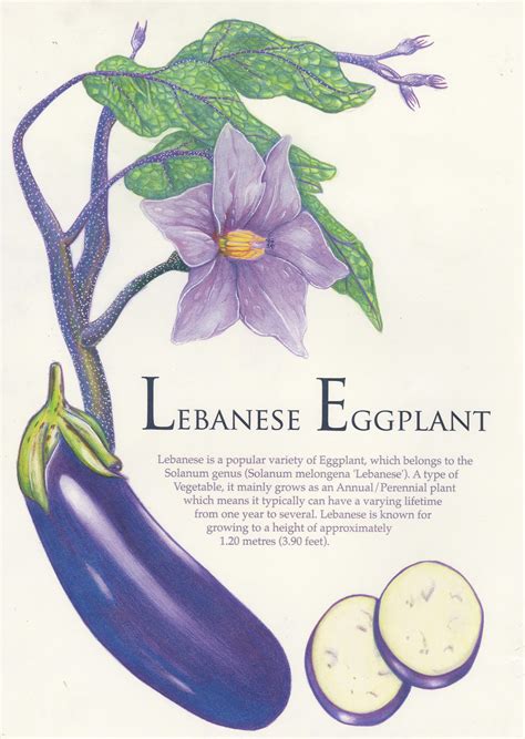 Eggplant Botanical Illustration By Darknessrise On Deviantart