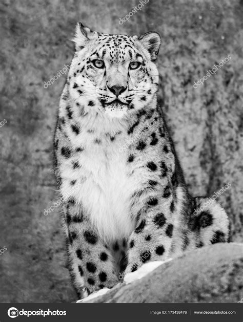 Snow Leopard Ii — Stock Photo © Abzerit 173438476