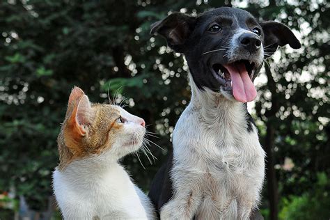 Katze Bild Unterschied Zwischen Hund Und Katze