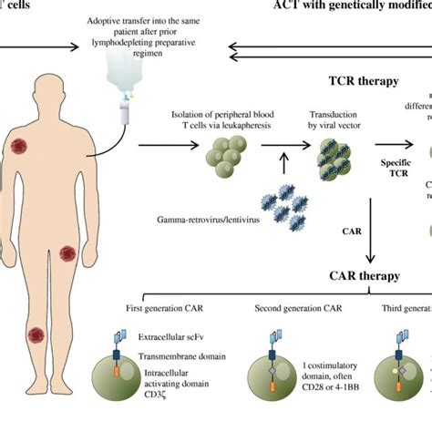 Schematic Overview Of The Processes For Adoptive Cell Therapy ACT Of