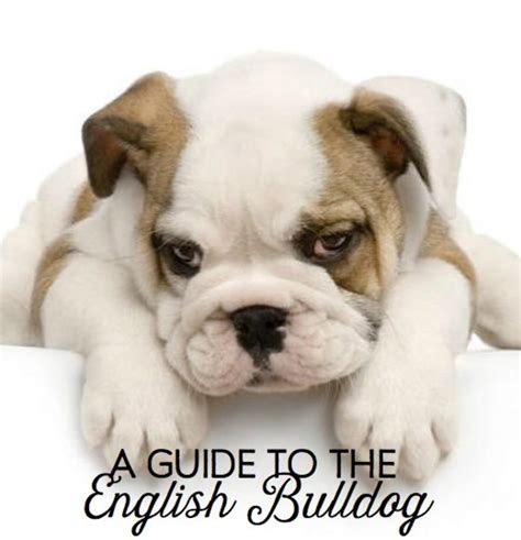 A Guide To English Bulldogs Puppies Temperament Diet And More