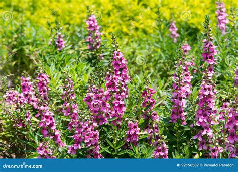 Beautiful Angelonia Flower In Garden Stock Image Image Of Garden