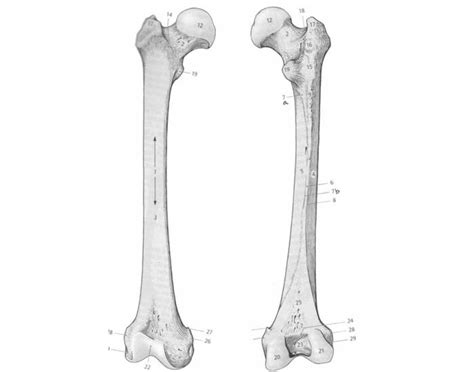 A labeled diagram of a long bone. Femur Quiz