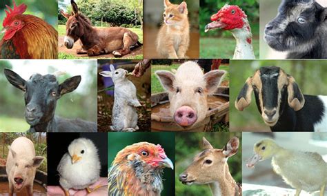 Real Farm Animals Wallpaper Zoo Animals Collection Domestic Animals