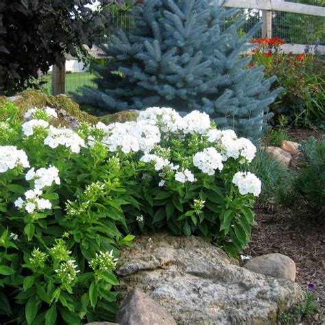 Phlox Paniculata Volcano White Wholesale Nursery Nurseries In