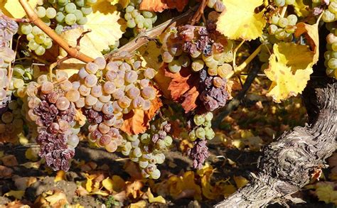 Understanding Riesling In Germany Wine And Spirit Education Trust