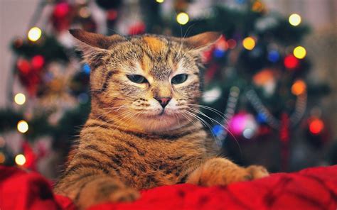 Christmas Cats T Wallpapers Wallpaper Cave