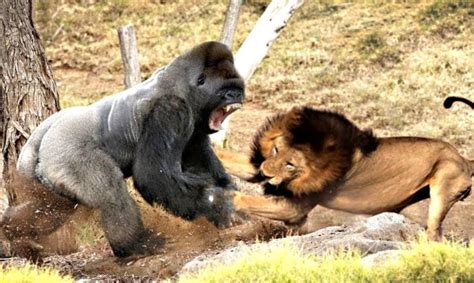 Classic Fight Lion Gorilla Attack Gorilla Vs Lion Most Amazing