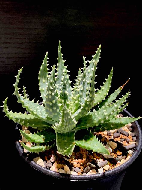 Aloe Pratensis Cvalienアロエ プラテンシス エイリアン 栽培マンのハオルチアblog