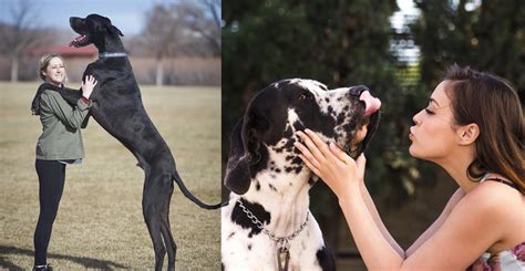 12 Ways Your Great Danes Demonstrate Just How Much They Care About You