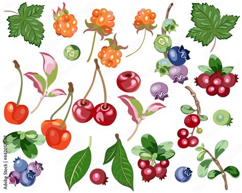 Forest Berry Clip Art Berry Plant Clip Art Special Gifts PNG Popular