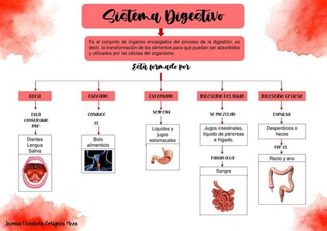 Mapa Conceptual Sobre La Fisiolog A Del Sistema Digestivo Avicola Que