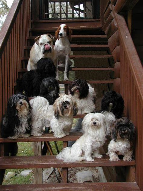 Providing a lifetime of support with health guarantee. Gilwood Havanese http://www.gilwoodhavanese.com ...