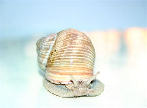 Brown Blue And White Snail Free Image Peakpx
