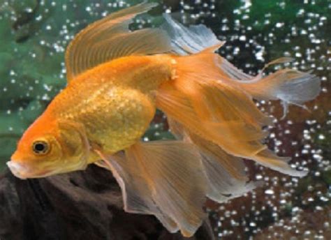 Goldfish Care Types Pictures Diseases And Treatment Veiltail