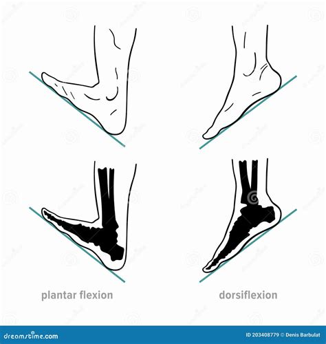 Plantar Flexion Dorsiflexion Anatomical Terms Of Foot Joint Motions