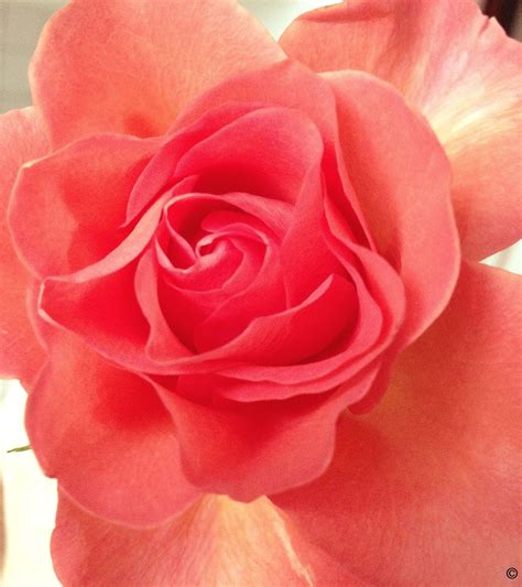 Pretty Salmon Flowery Rose Flowers