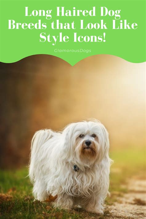 Long Haired Breeds Of Dogs