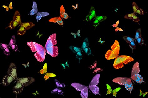 Colorful Butterflies 5k Retina Ultra Hd Wallpaper Background Image