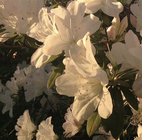 Aesthetic White Flowers Pinterest Largest Wallpaper Portal