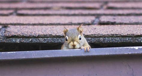 Squirrels In The Attic Country Services Pest Control Ltd
