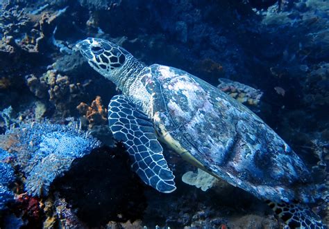 Hawksbill Sea Turtle Eretmochelys Imbricata Bali Wildlife