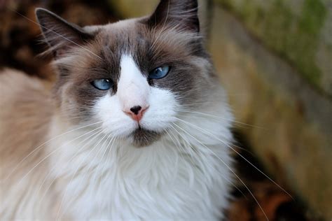 Cross Eyed Cat Free Stock Photo Public Domain Pictures