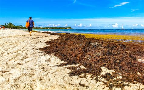 Flesh Eating Bacteria Found In Seaweed On Florida Beaches Risks And