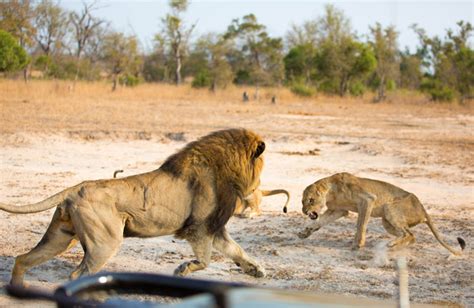 Video Lion Pride Politics Africa Geographic