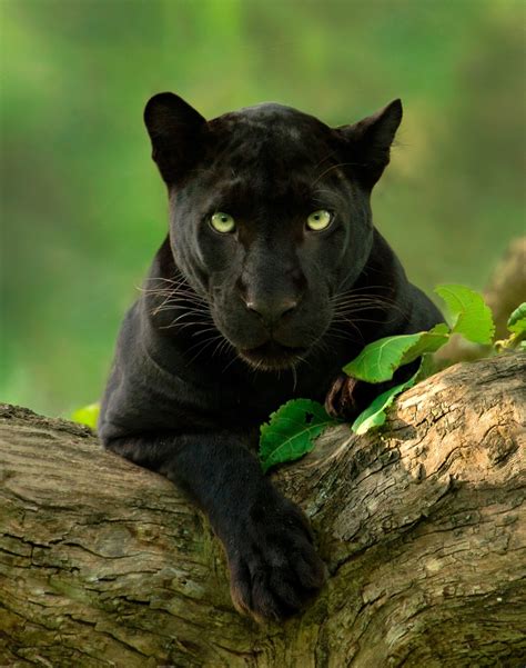 Kabini Photo Tours Black Panther Photo Tours Kabini Leopard
