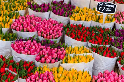 Experience the hustle and bustle of the world's largest flower auction in aalsmeer, the netherlands, a stone's throw from amsterdam. Utrecht, Netherlands: Best things to do | Short & City ...