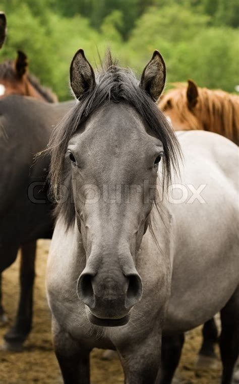 grey horse head front view   camear stock photo colourbox