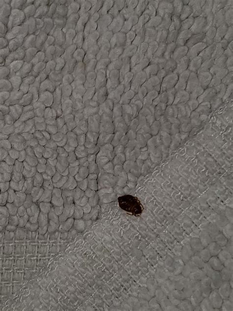 Found In House Curious If Its A Bed Bug No Other Signs And Was Found