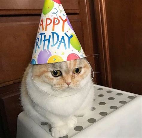 Hbd Cat Cat Birthday Cute Cat Memes Cats