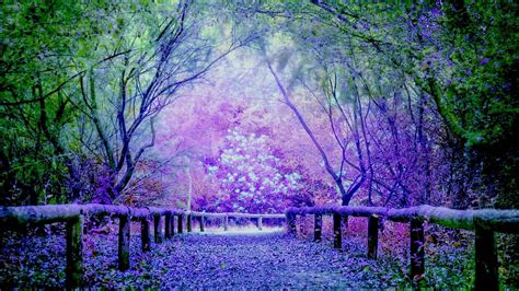 Lovely Lavender Pathway Nature Purple Peaceful Nature Pictures