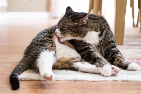 6 Ways To Tell If Your Female Cat Is In Heat