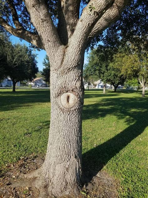 This Sexy Tree Rmildlyvagina